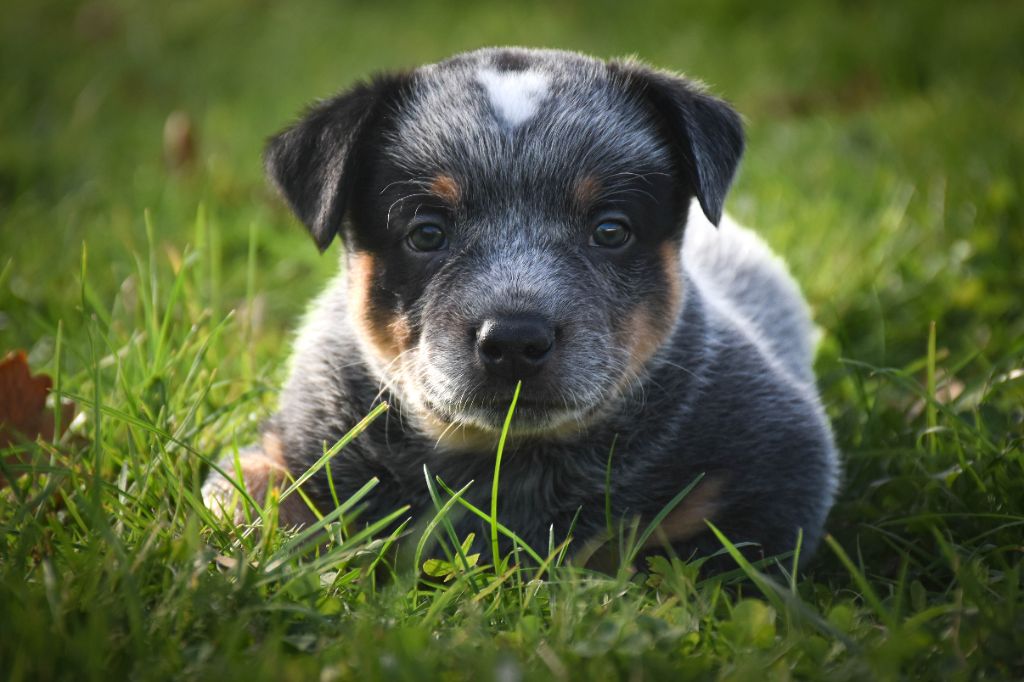 Bixta Edereko - Chiot disponible  - Bouvier australien