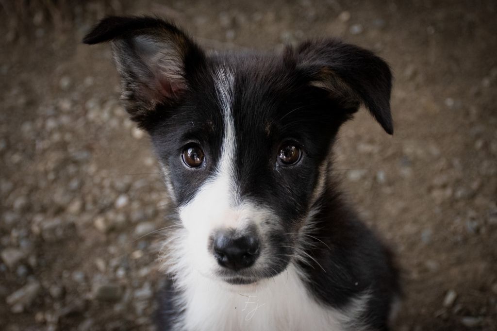 Aime De L'Echo Des Alpages