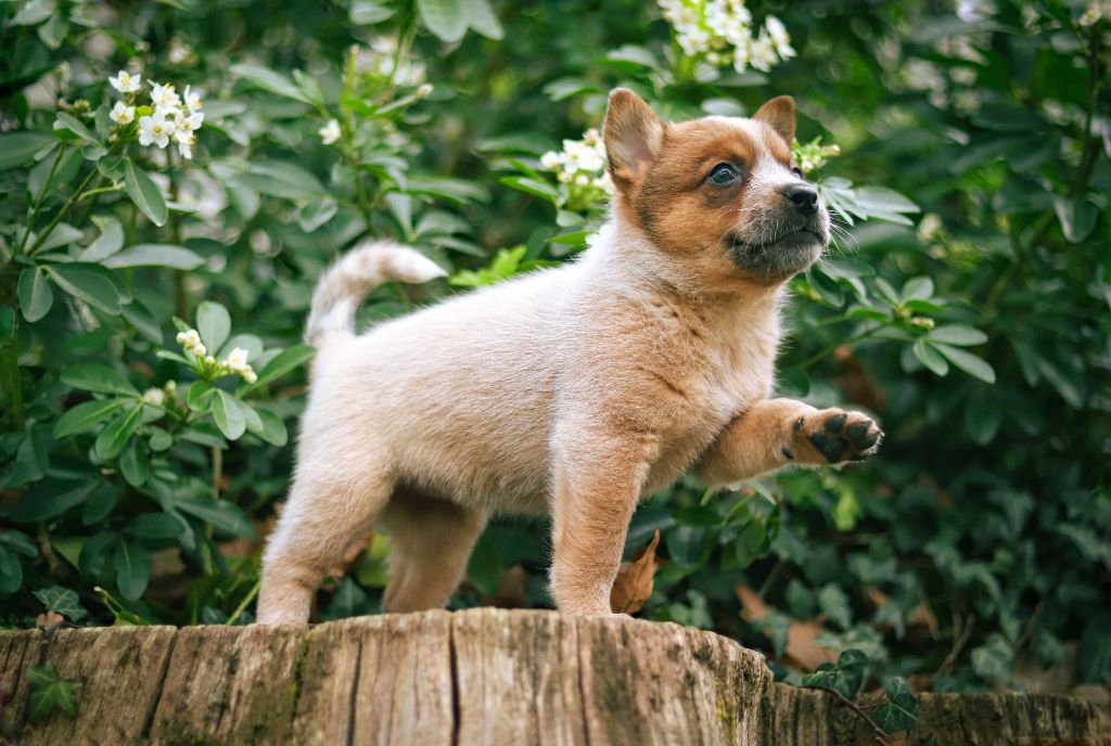 Les chiots