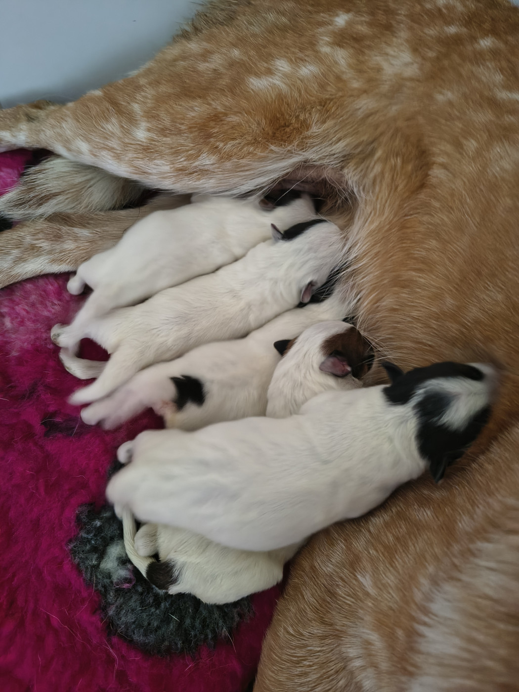 Bixta Edereko - Bouvier australien - Portée née le 20/02/2026