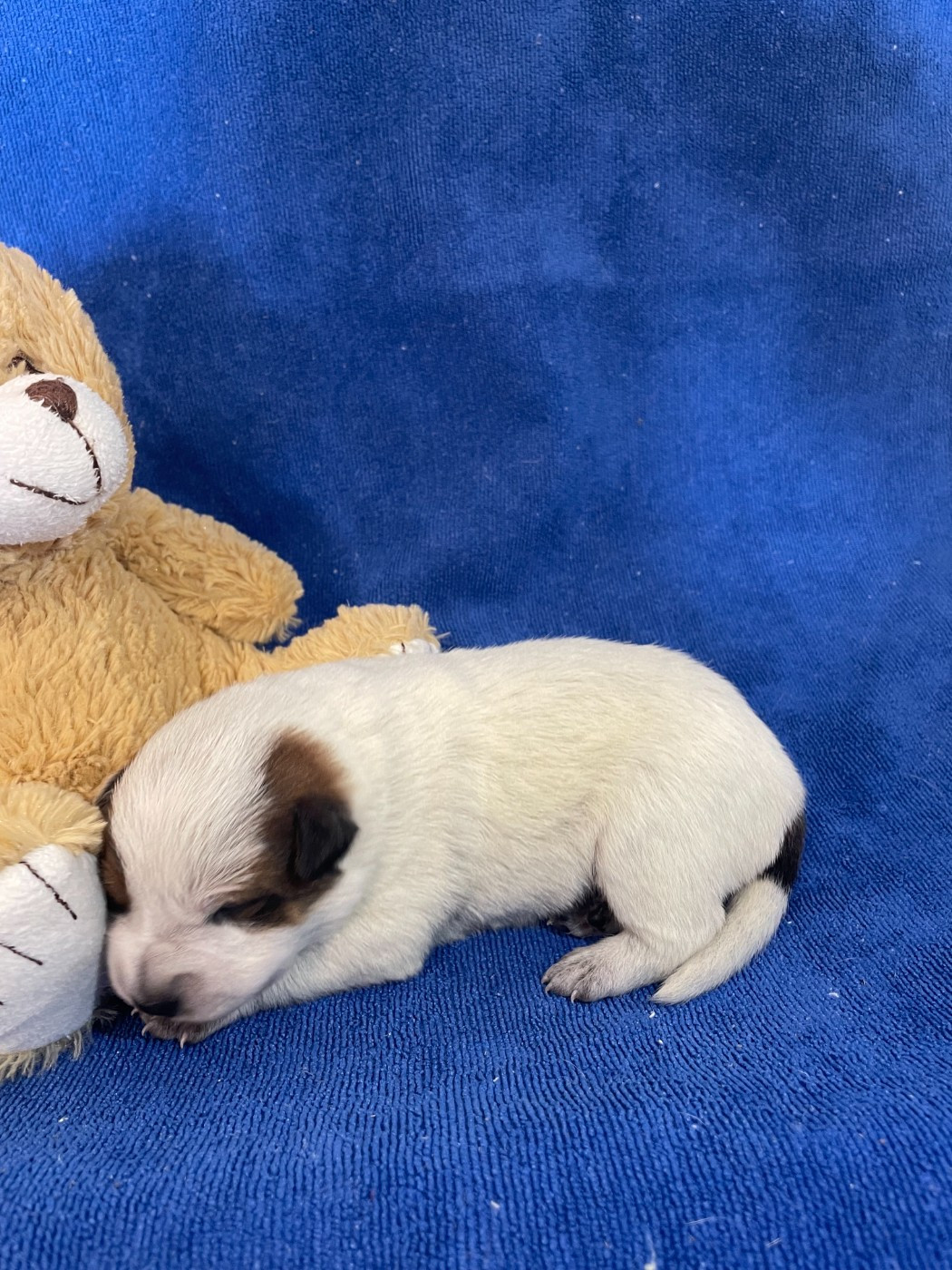 Bixta Edereko - Chiots disponibles - Bouvier australien