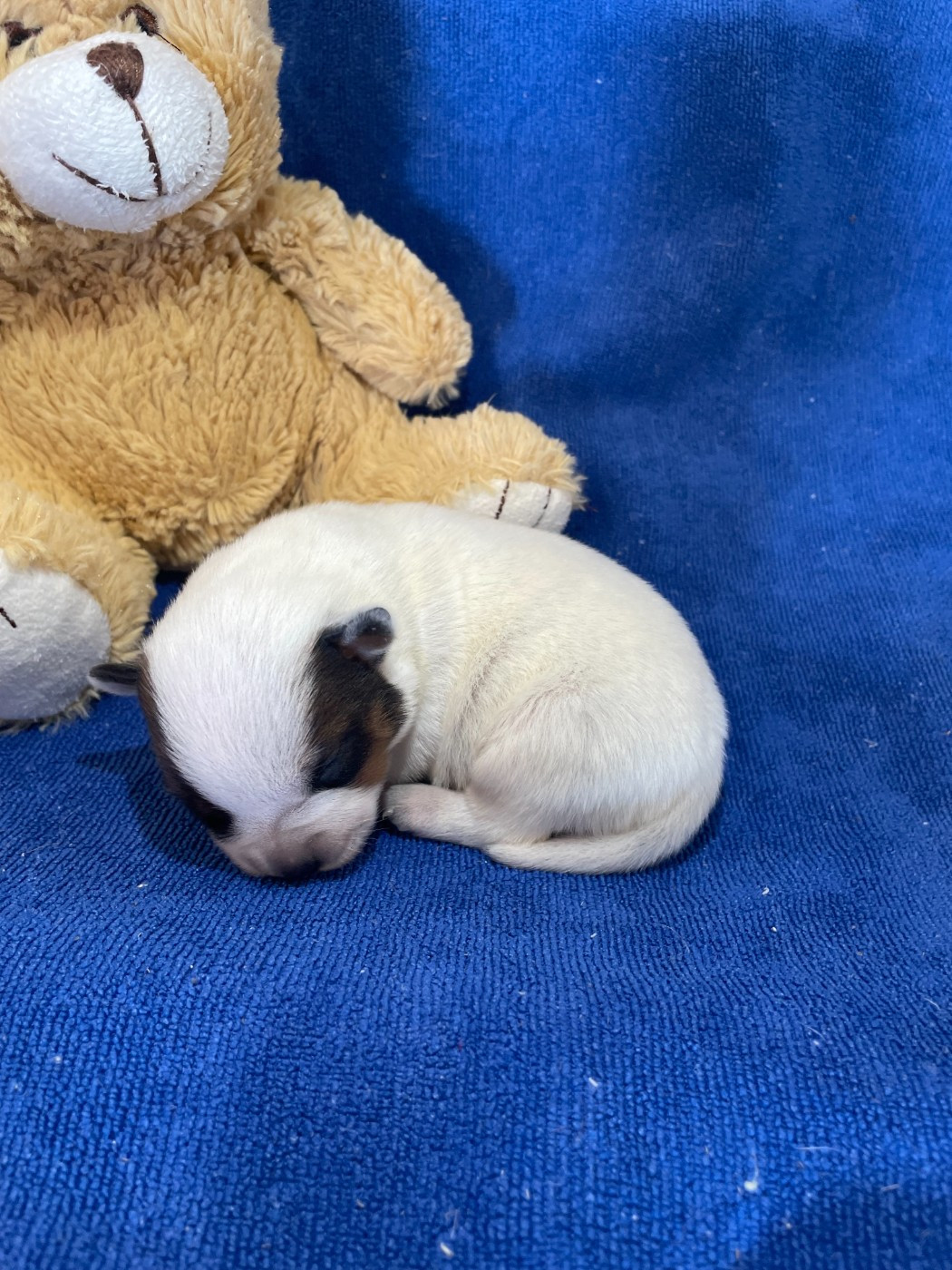 Bixta Edereko - Chiots disponibles - Bouvier australien