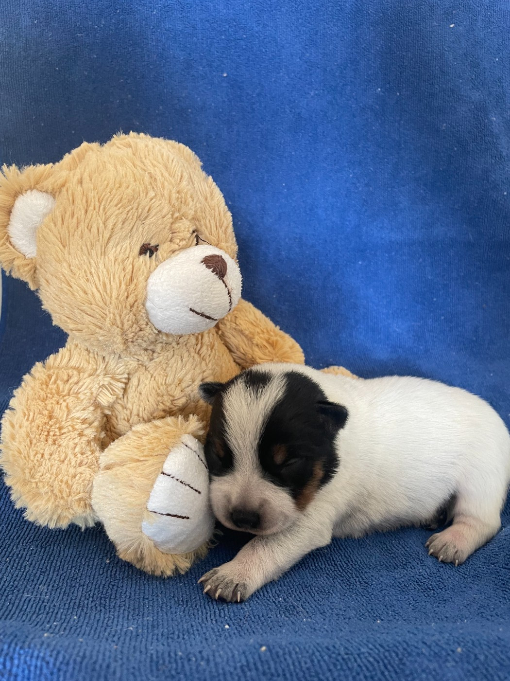 Bixta Edereko - Chiots disponibles - Bouvier australien