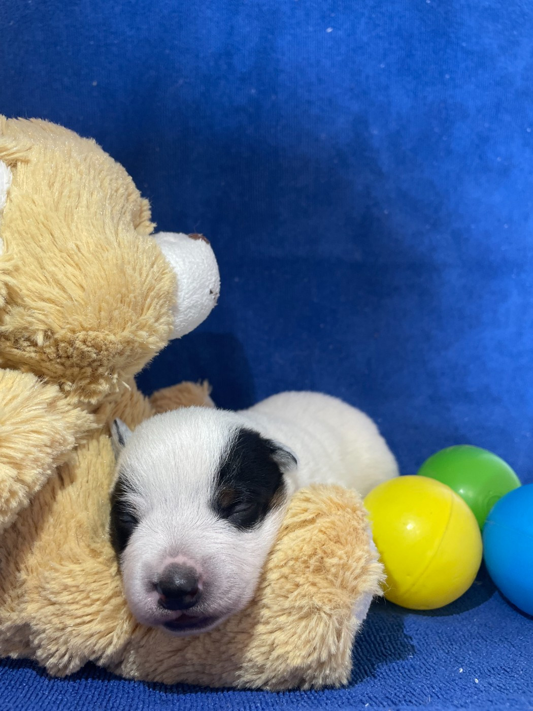 Bixta Edereko - Chiots disponibles - Bouvier australien