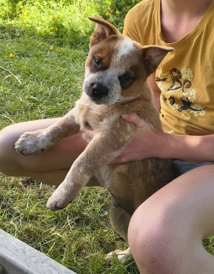 Bixta Edereko - Chiots disponibles - Bouvier australien