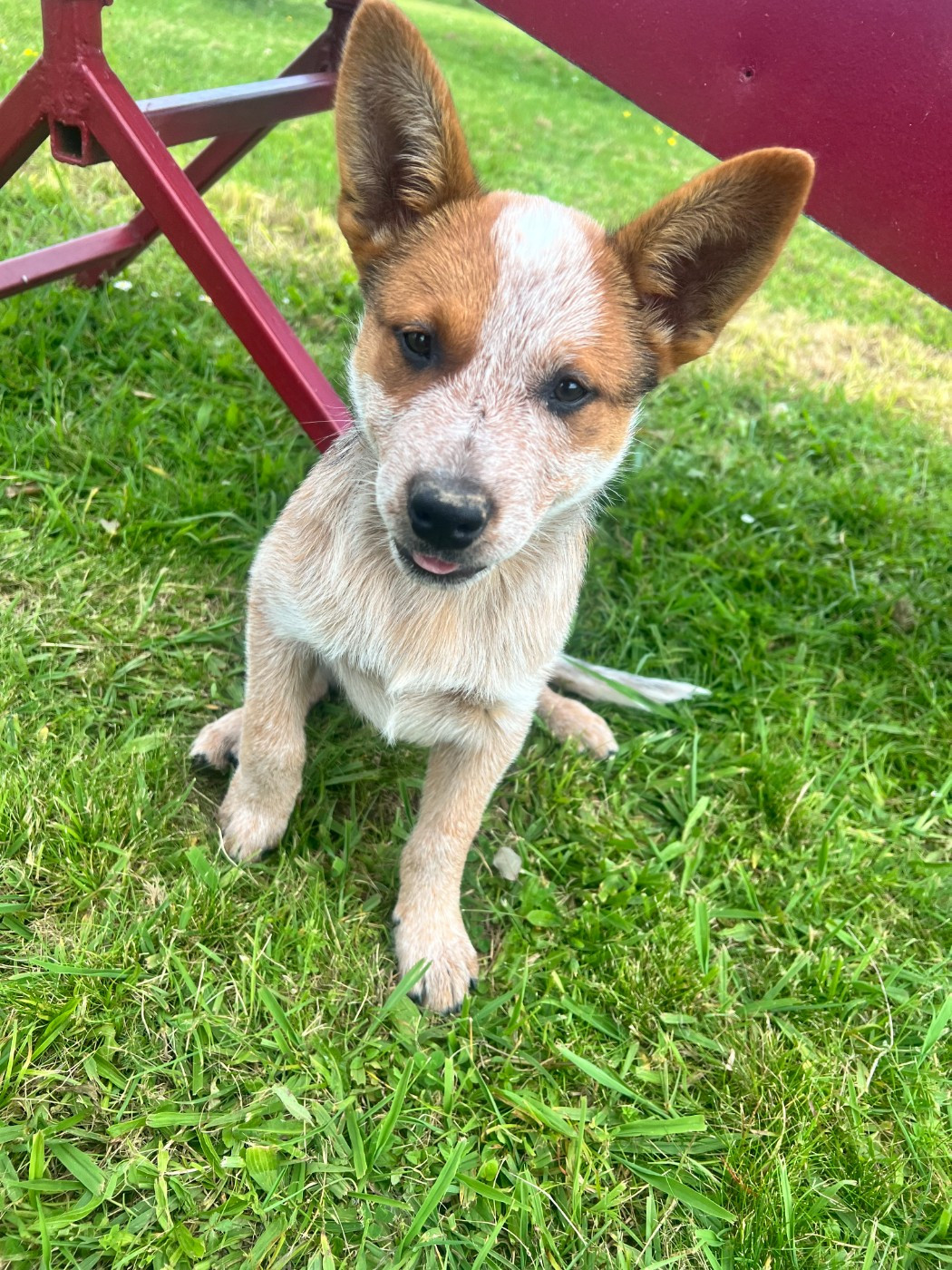 Bixta Edereko - Chiots disponibles - Bouvier australien