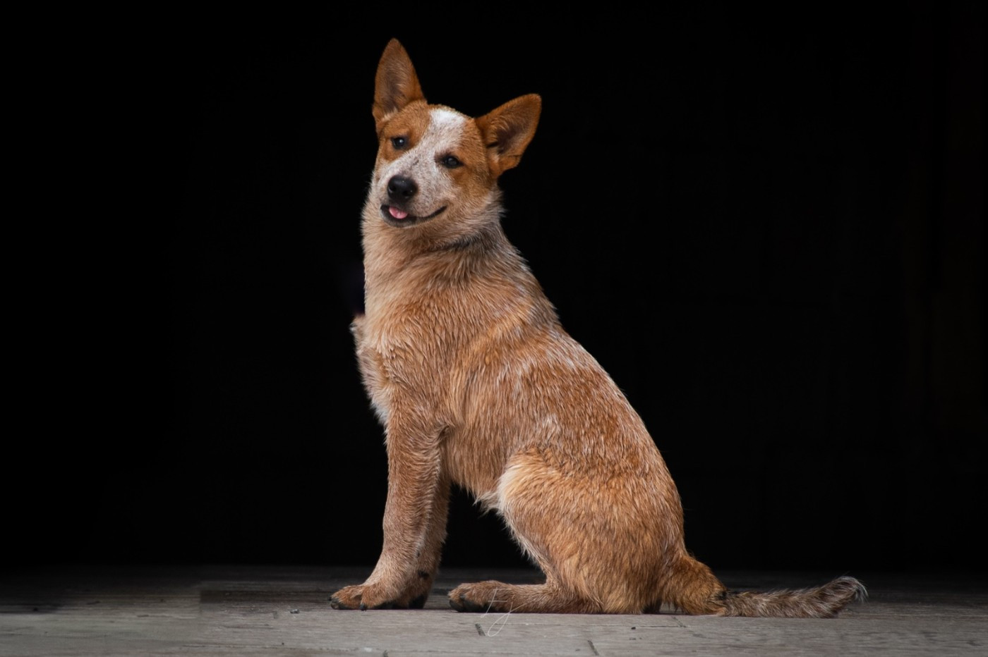 Bixta Edereko - Chiots disponibles - Bouvier australien